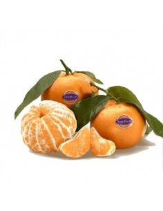 Mandarina Sanahuja