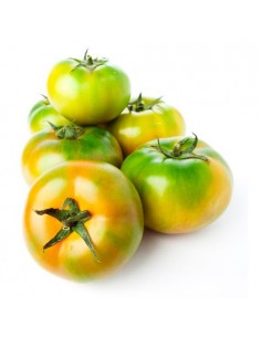 Tomate Verde ( Pagés Maresme )